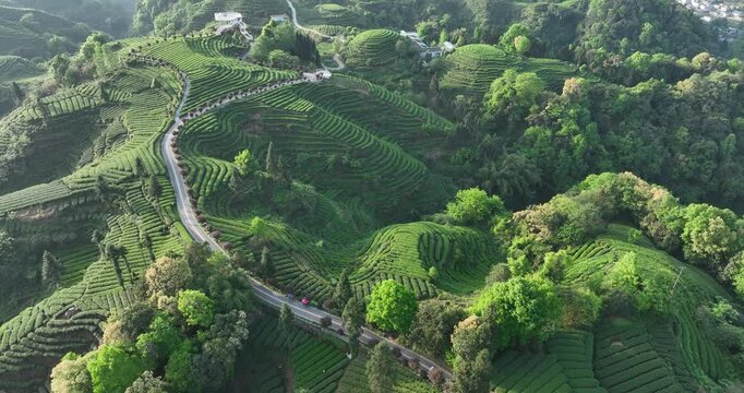 Aerial footage of tea farm landscape in China