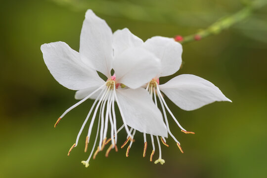 white guara, bee blossom