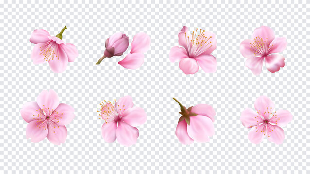 Sakura realistic set. Blossom flower. Pink cherry petal, Japanese spring bloom. Delicate floral branch, nature tree decoration. Botanical element romantic collection for design. Vector 3D illustration