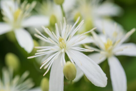 sweet autumn clematis, clematis terniflora