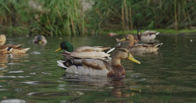 Serene Waters: A Glimpse into the Life of Mallard Ducks Swimming Gracefully in a Tranquil Pond Surrounded by Lush Greenery and Natural Beauty