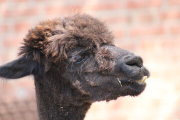 Fototapeta premium Alpaca / Lama hanging at the Pittsburgh Zoo and Aquarium