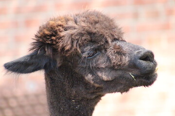 Fototapeta premium Alpaca / Lama hanging at the Pittsburgh Zoo and Aquarium
