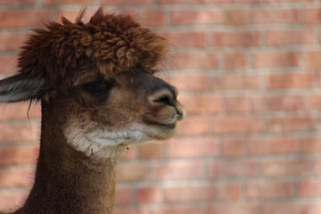 Fototapeta premium Alpaca / Lama hanging at the Pittsburgh Zoo and Aquarium
