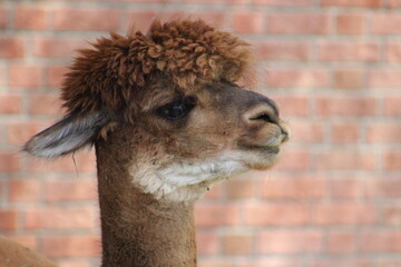 Fototapeta premium Alpaca / Lama hanging at the Pittsburgh Zoo and Aquarium