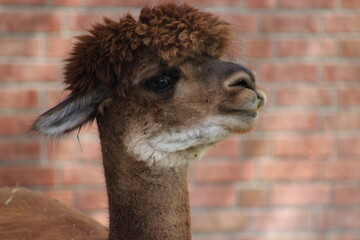 Fototapeta premium Alpaca / Lama hanging at the Pittsburgh Zoo and Aquarium