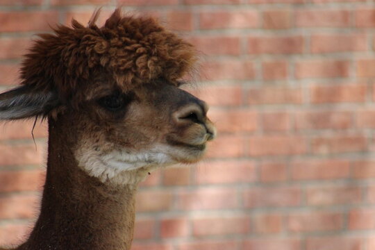 Alpaca / Lama hanging at the Pittsburgh Zoo and Aquarium