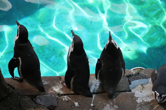 Penguins in the water and sun at Pittsburgh Zoo & Aquarium 