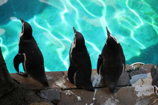 Penguins in the water and sun at Pittsburgh Zoo & Aquarium 