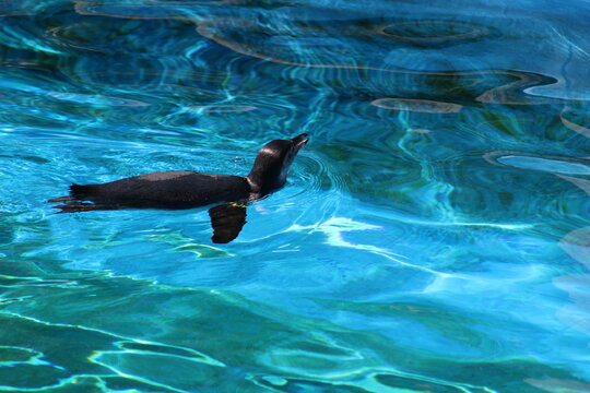 Penguins in the water and sun at Pittsburgh Zoo & Aquarium 