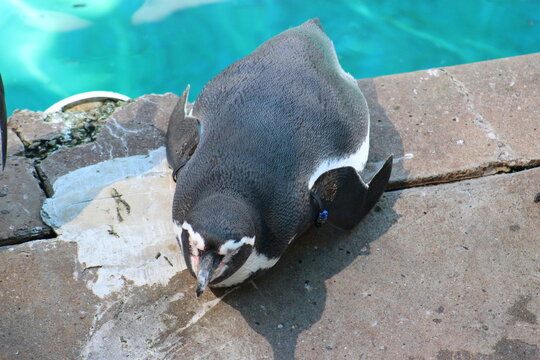 Penguins in the water and sun at Pittsburgh Zoo & Aquarium 