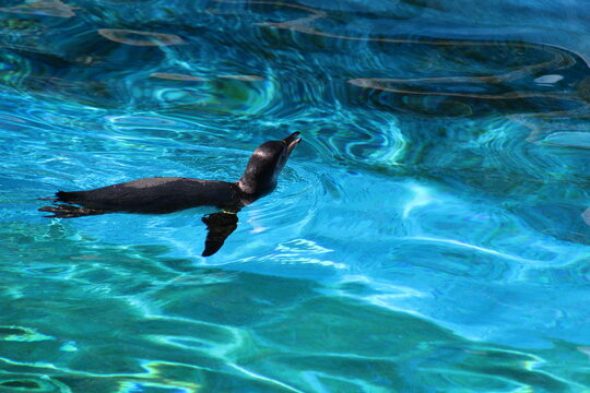 Penguins in the water and sun at Pittsburgh Zoo & Aquarium 