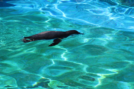 Penguins in the water and sun at Pittsburgh Zoo & Aquarium 