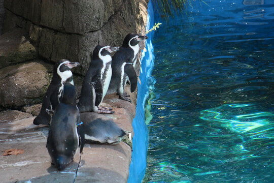 Penguins in the water and sun at Pittsburgh Zoo & Aquarium 
