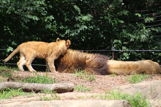 Lion, lion cub and lioness enjoying the sunshine at the Pittsburgh Zoo and Aquarium