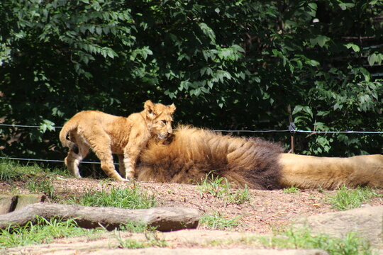 Lion, lion cub and lioness enjoying the sunshine at the Pittsburgh Zoo and Aquarium