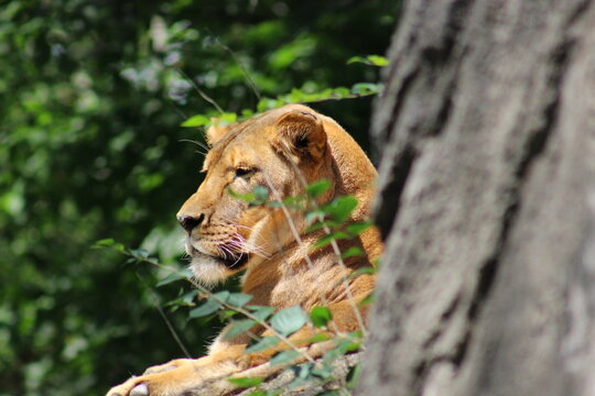 Lion, lion cub and lioness enjoying the sunshine at the Pittsburgh Zoo and Aquarium