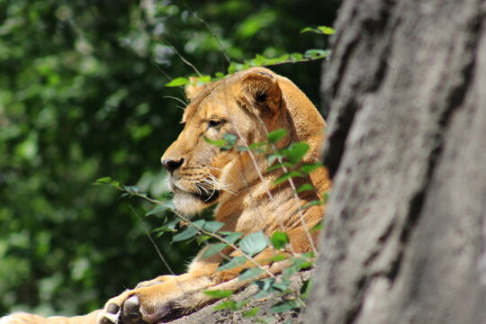 Lion, lion cub and lioness enjoying the sunshine at the Pittsburgh Zoo and Aquarium