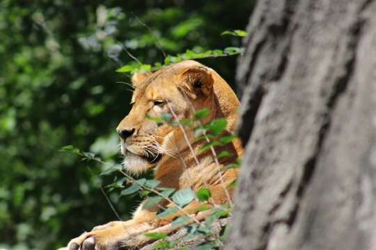 Lion, lion cub and lioness enjoying the sunshine at the Pittsburgh Zoo and Aquarium