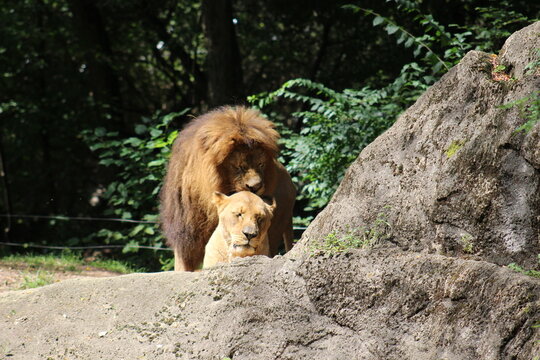 Lion, lion cub and lioness enjoying the sunshine at the Pittsburgh Zoo and Aquarium