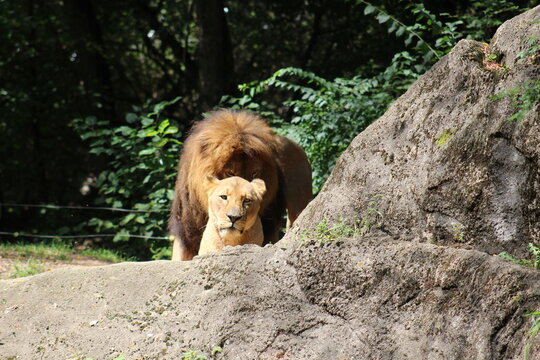 Lion, lion cub and lioness enjoying the sunshine at the Pittsburgh Zoo and Aquarium