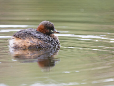 Little-grebe or dabchick, Tachybaptus ruficollis