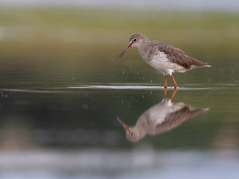 Redshank, Tringa totanus