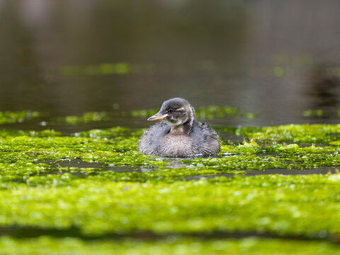Little-grebe or dabchick, Tachybaptus ruficollis