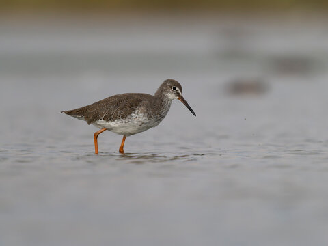 Redshank, Tringa totanus
