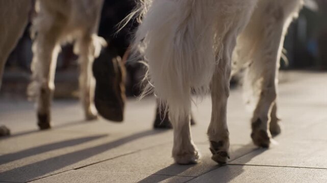Close up view of dogs legs and paws walking on sunlit sidewalk showing movement through frame. focus remains consistently low angle to emphasize texture detail in fur and shadows cast