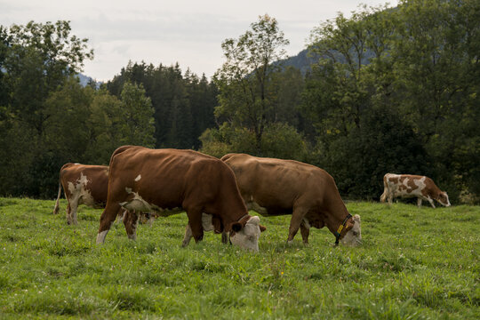 weidende K&uuml;he im Gras
