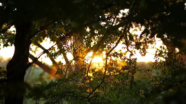 Golden sunlight peeking through lush forest trees