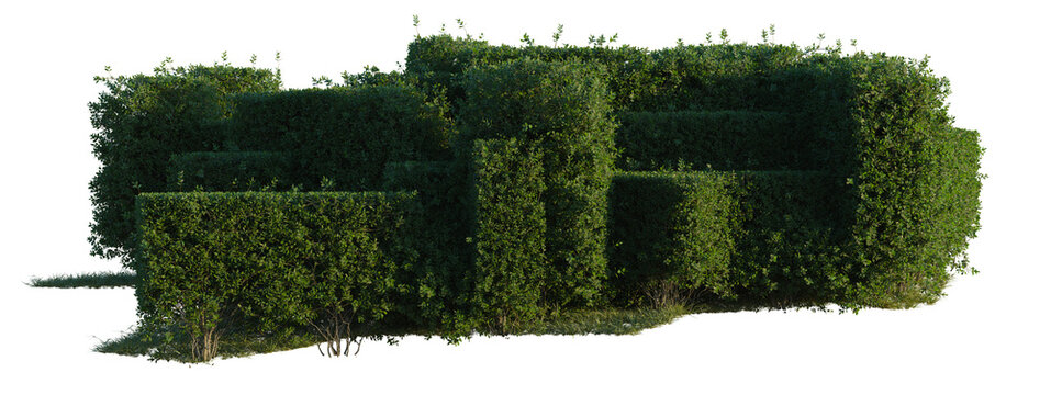 Ligustrum ovalifolium tree line, Forest Edge, Backdrop cutout, isolate transparent background, Detailed manicured hedge maze in a garden, perfect for landscape design or architectural visuals.