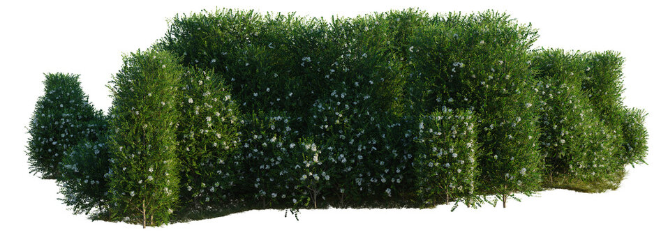 Murraya paniculata tree line, Forest Edge, Backdrop cutout, isolate transparent background, Formal Hedge Row with Blooming Flowers - Perfect for Landscaping Designs & Garden Visuals