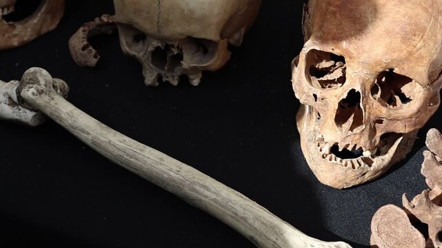 Osteological table display with ancient human skulls and bones for anthropological research