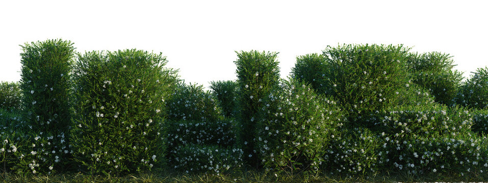 Murraya paniculata tree line, Forest Edge, Backdrop cutout, isolate transparent background, Lush Jasmine Hedge with Blooming Flowers, Detailed Green Foliage Against a Black Background PNG