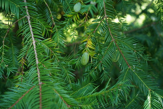 Nahaufnahme einer Kalifornischen Nusseibe (Torreya californica) mit gr&uuml;nen Samen im Sp&auml;tsommer