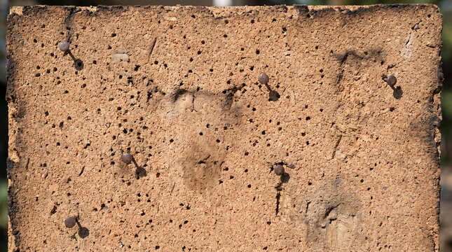 Textural close-up of a weathered porous fireproof panel with several old rusty nails hammered into it