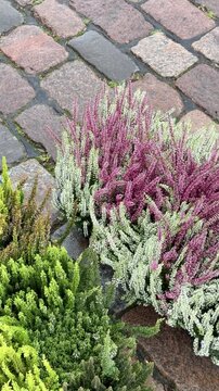 Potted Heather on Wet Cobblestones at a Market Vertical