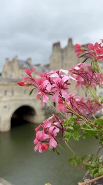 Pink Flowers Framing a Georgian Bridge Vertical Video