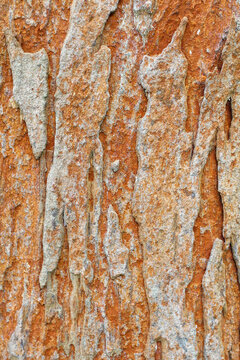 Old tree bark texture. Wood bark usable as background or texture
