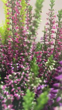 Potted three color calluna heather flower with purple pink white blooms in knitted pot on white surface captured in macro and wide view. High quality 4k footage