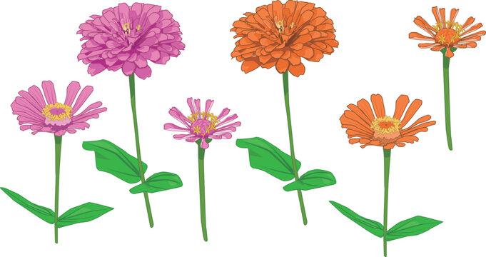 ピンク色とオレンジ色のジニアの花