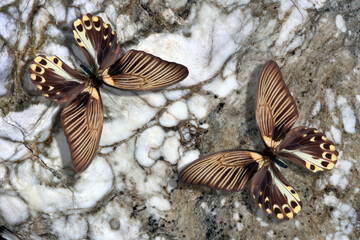 Exotic tropical swallowtail butterflies on white and brown marble. Marble texture background © Oleksii