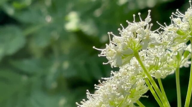 hoverfly on flowers