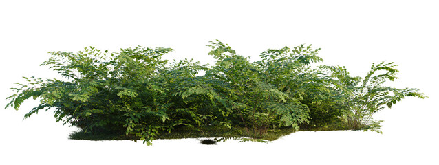Obraz premium Adiantum aethiopicum tree shrub, plant bush, cutout, isolate transparent background, Dense Lush Green Shrubbery with Mossy Base, Perfect for Landscape Design and Nature Elements