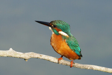 Fototapeta premium Common kingfisher Alcedo atthis perched on a branch
