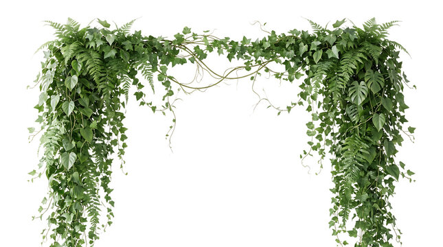 Green ivy plant arch hanging down with botanical decoration trailing climbing ornamental perennial as PNG element