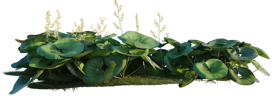 Ligularia tussilaginea Gigantea tree shrub, plant bush, cutout, isolate transparent background, Lush green aquatic plants with delicate flower spikes - ideal for nature themed designs and backgrounds.