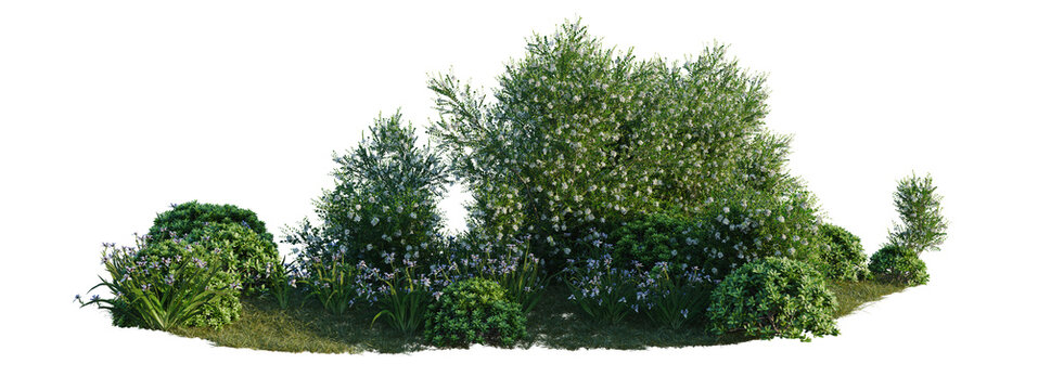 Murraya paniculata, Neomarica gracilis and Pittosporum tree shrub, plant bush, cutout, isolate transparent background
